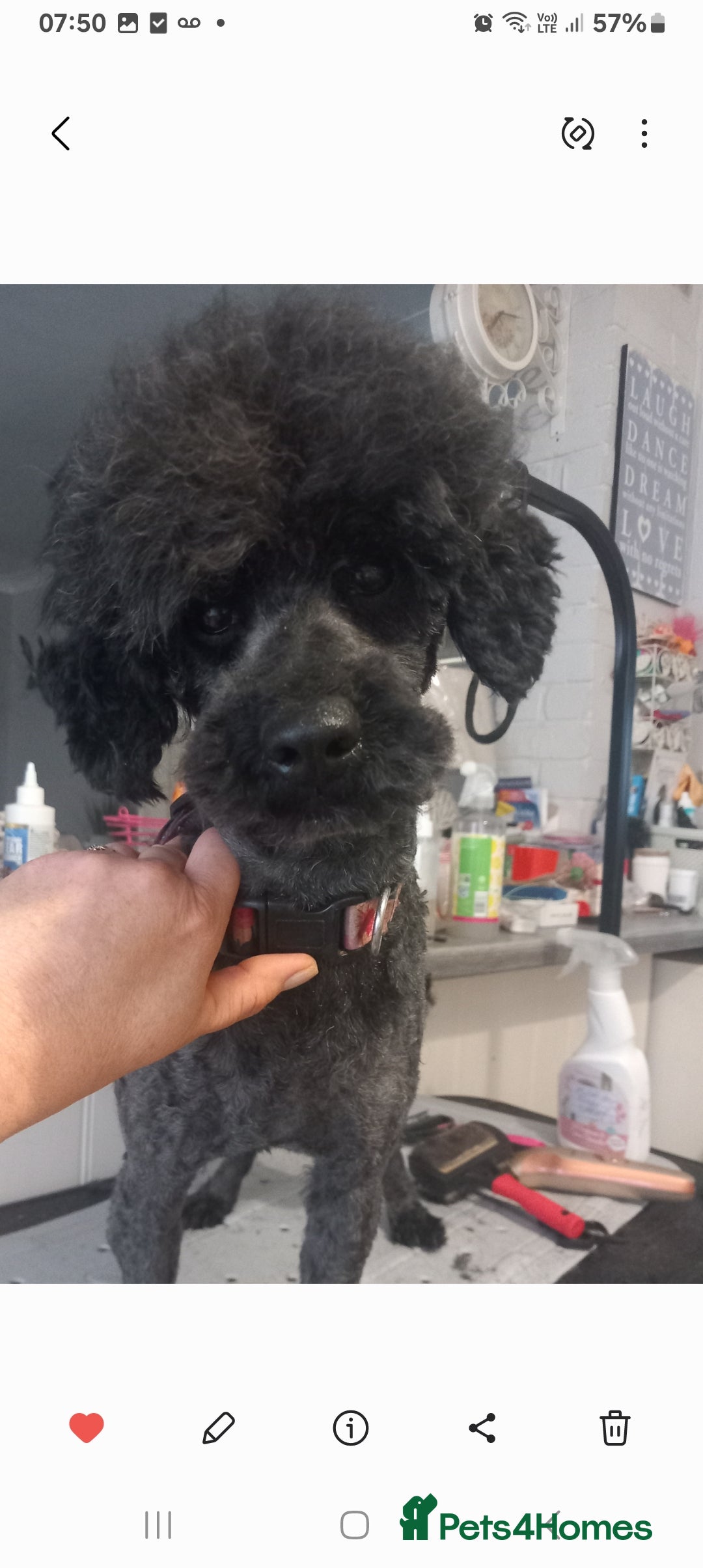 Toy Poodle dogs for sale: 4 YR OLD VERY FRIENDLY BLACK MALE TOY POODLE - Image 2
