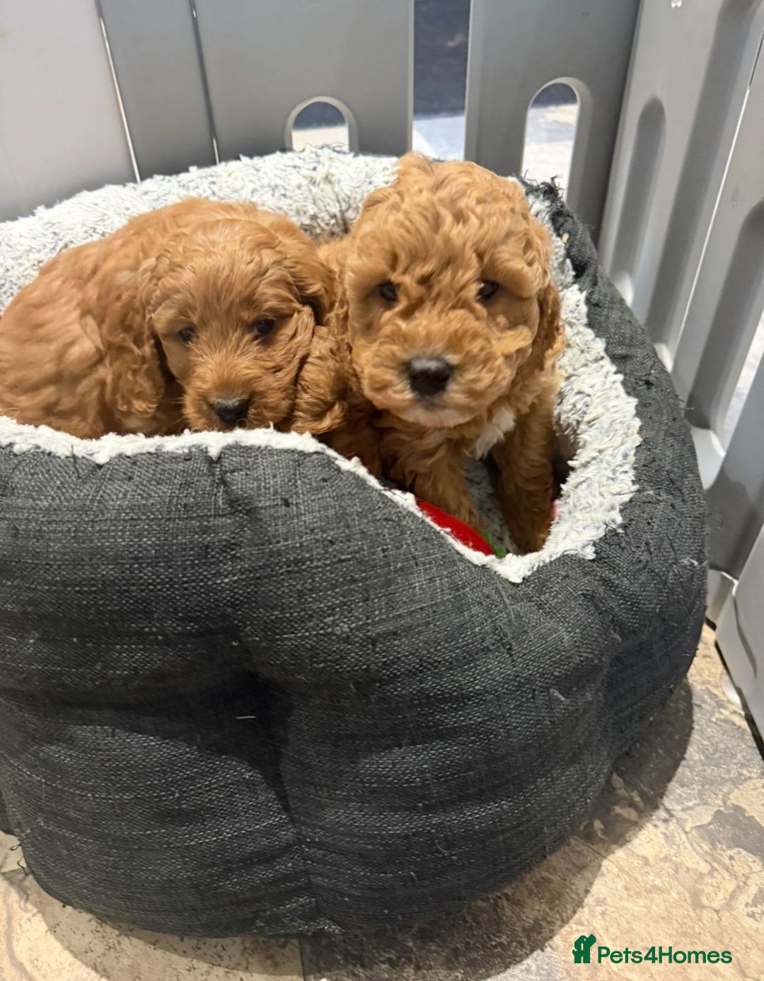 Cockapoo dogs for sale: Quality F1b Cockapoo Puppies - Advert 4