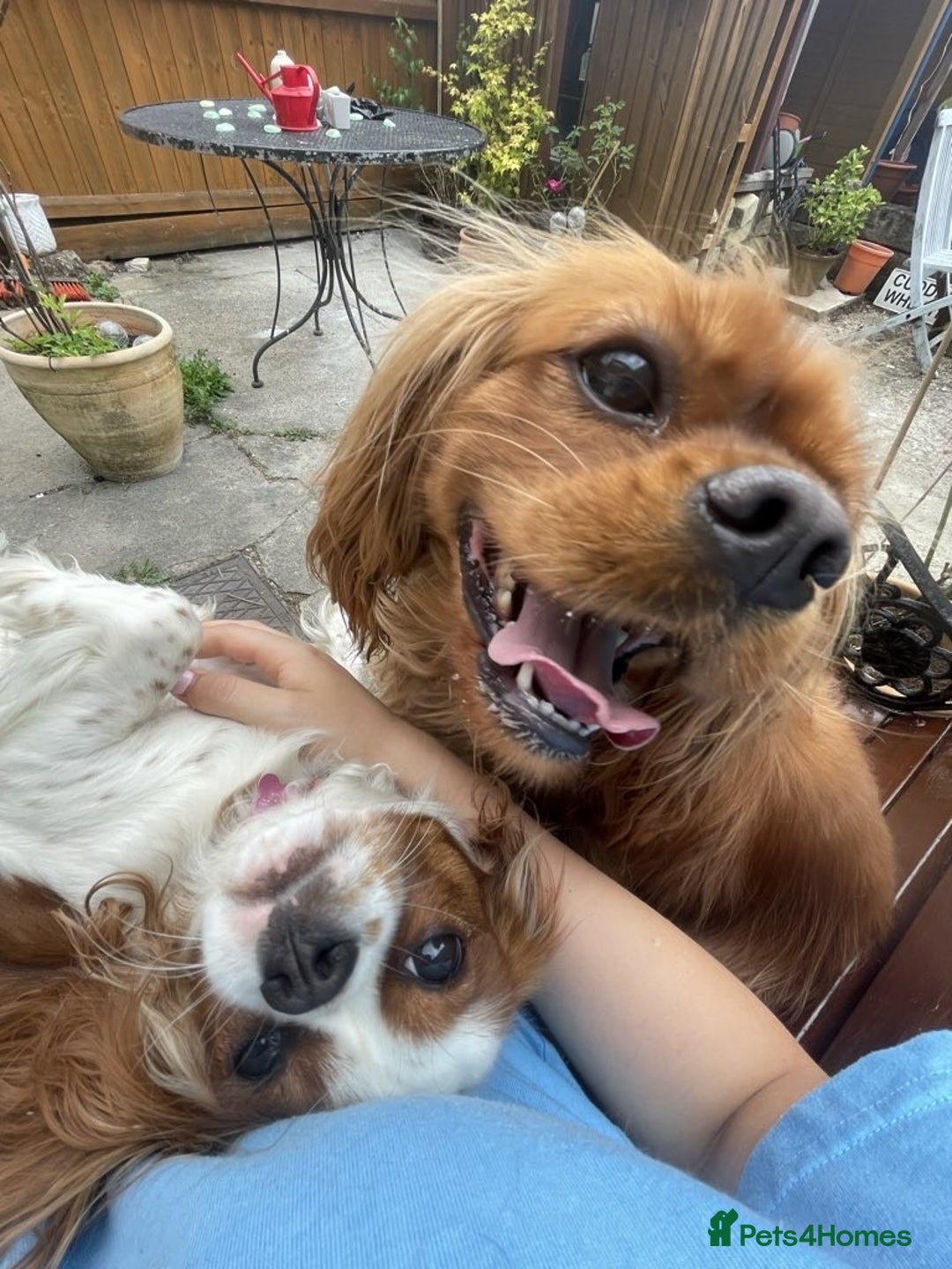 Cavalier King Charles Spaniel dogs for sale: Urgently looking for new home/s - Image 4