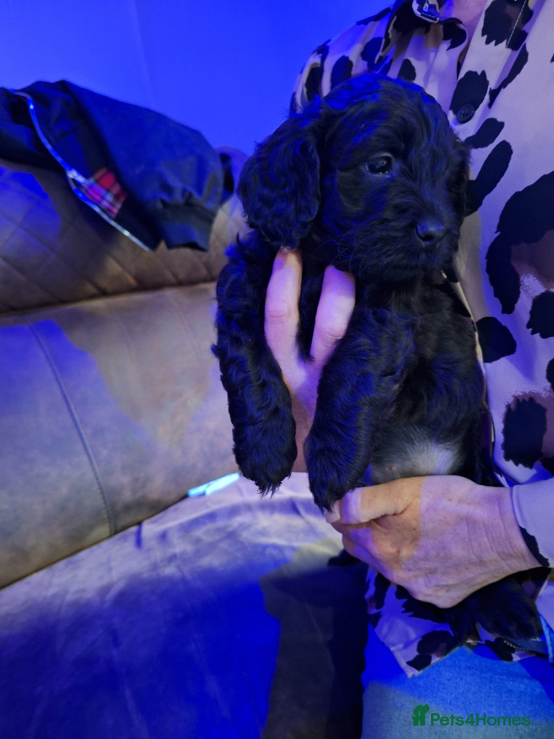 Mixed Breed dogs for sale: Shihpoo Puppies  - Image 10