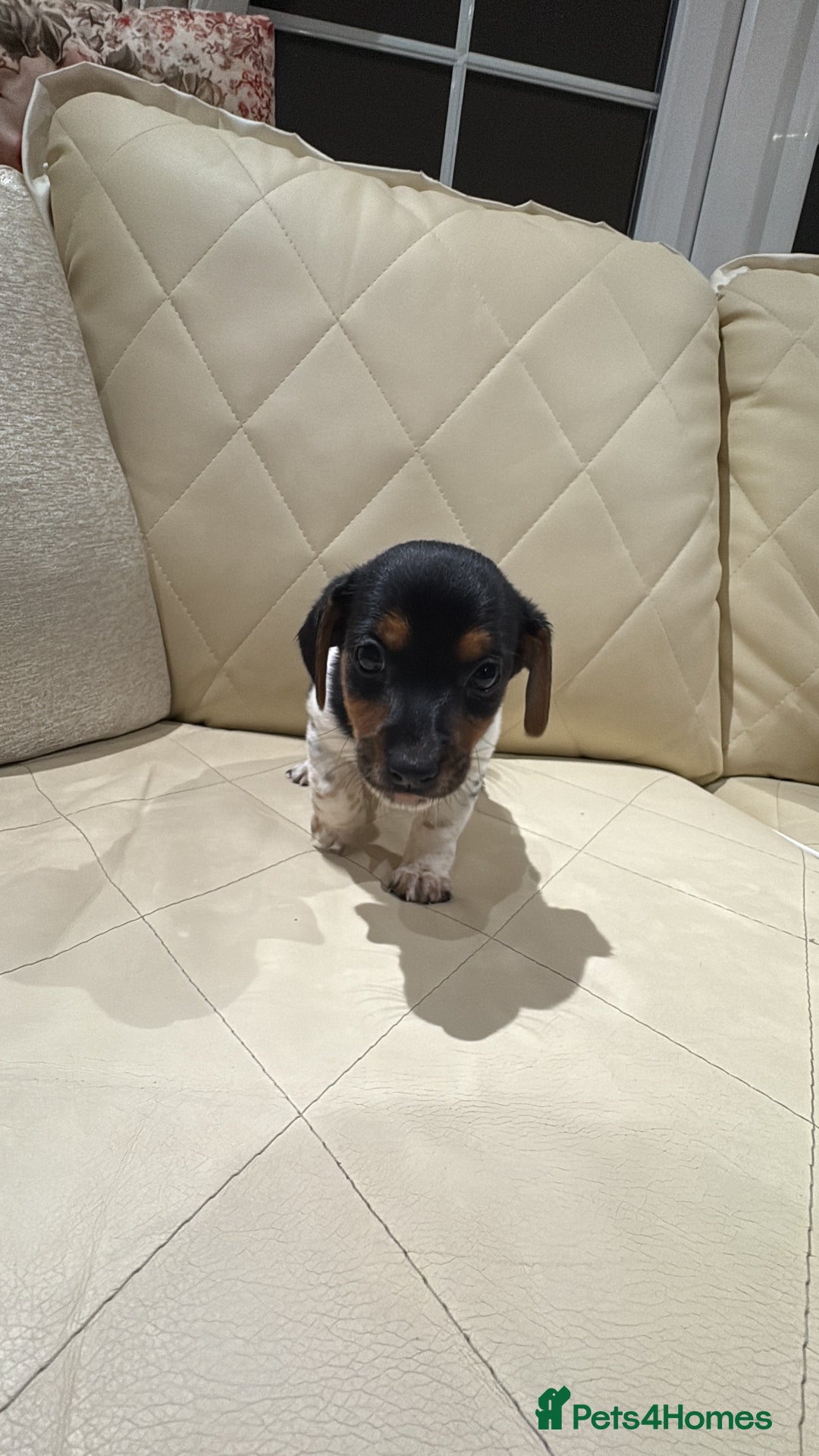 Jack Russell dogs for sale: Jack Russell - Advert 4