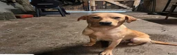 Labrador Retriever dogs for sale: KC registered Labrador puppies  - Advert 4