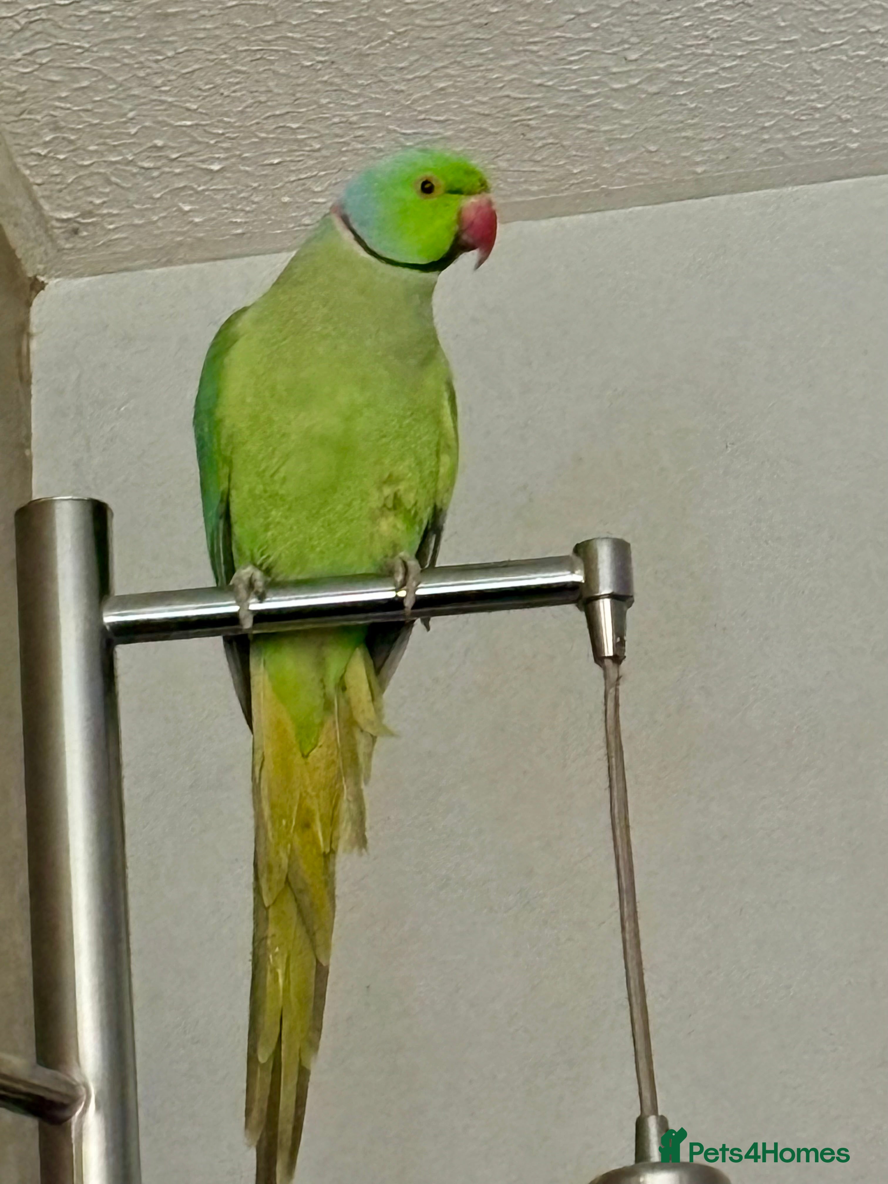 Parakeets birds Beautiful Male Green Indian Ringneck, cage/toys - Advert 1