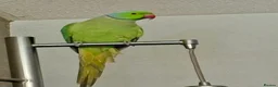 Parakeets birds for sale: Beautiful Male Green Indian Ringneck, cage/toys - Advert 1