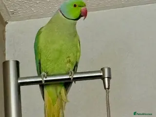 Parakeets birds Beautiful Male Green Indian Ringneck, cage/toys - Advert 1