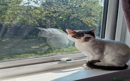 Mixed Breed cats for sale: Could you Adopt John Snowy? - Image 1