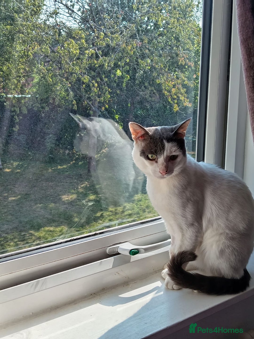 Mixed Breed cats for sale: Could you Adopt John Snowy? - Image 1