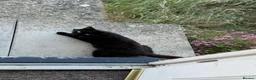 Mixed Breed cats for sale: Urgent rehoming adoption 3 beautiful juvenile cats - Advert 6