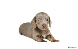 Miniature Dachshund dogs for sale: Miniature dachshund puppies  - Advert 5