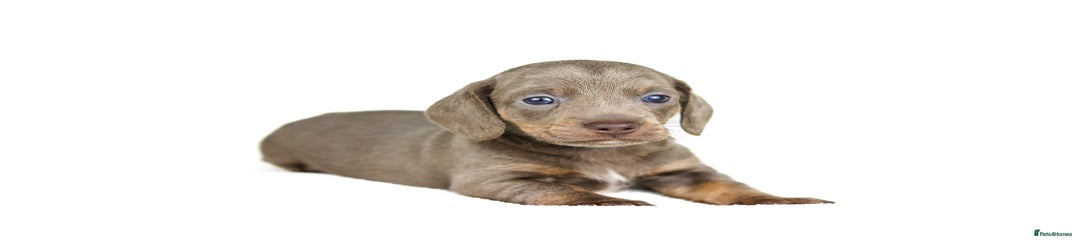 Miniature Dachshund Puppy 2