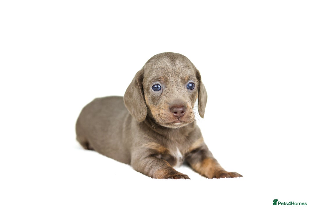 Miniature Dachshund dogs for sale: Miniature dachshund puppies  - Advert 5