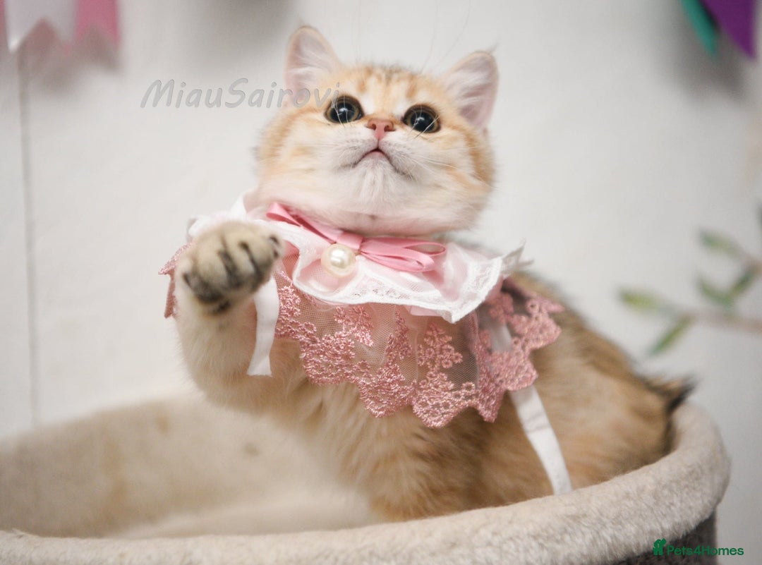 British Shorthair cats for sale: Golden British shorthair Pedigree Neutered  - Image 34