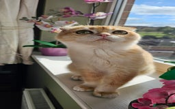 Scottish Fold cats for sale: READY NOW-TICA-SCOTTISH FOLD GIRL  - Image 35