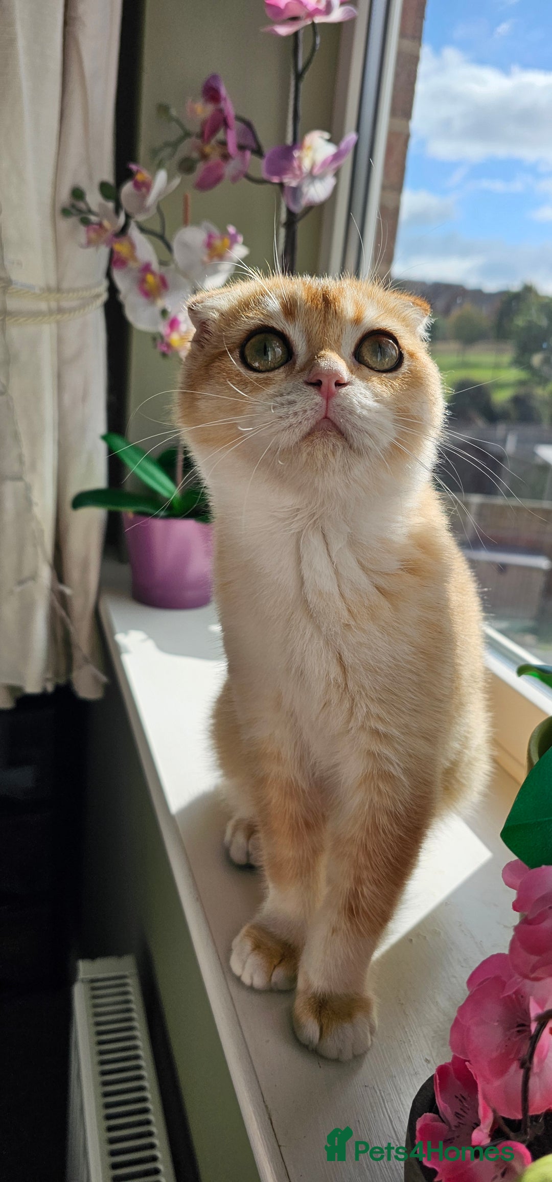Scottish Fold cats for sale: READY NOW-TICA-SCOTTISH FOLD GIRL  - Image 35