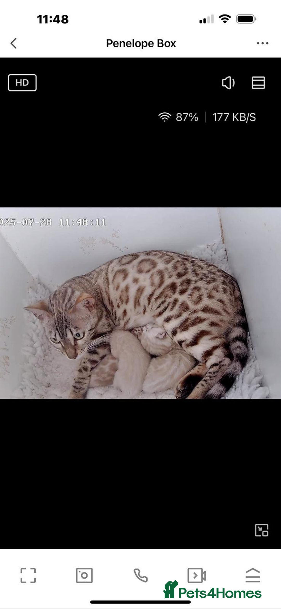 Bengal cats for sale: Seal mink snow & charcoal seal bengal  - Image 20