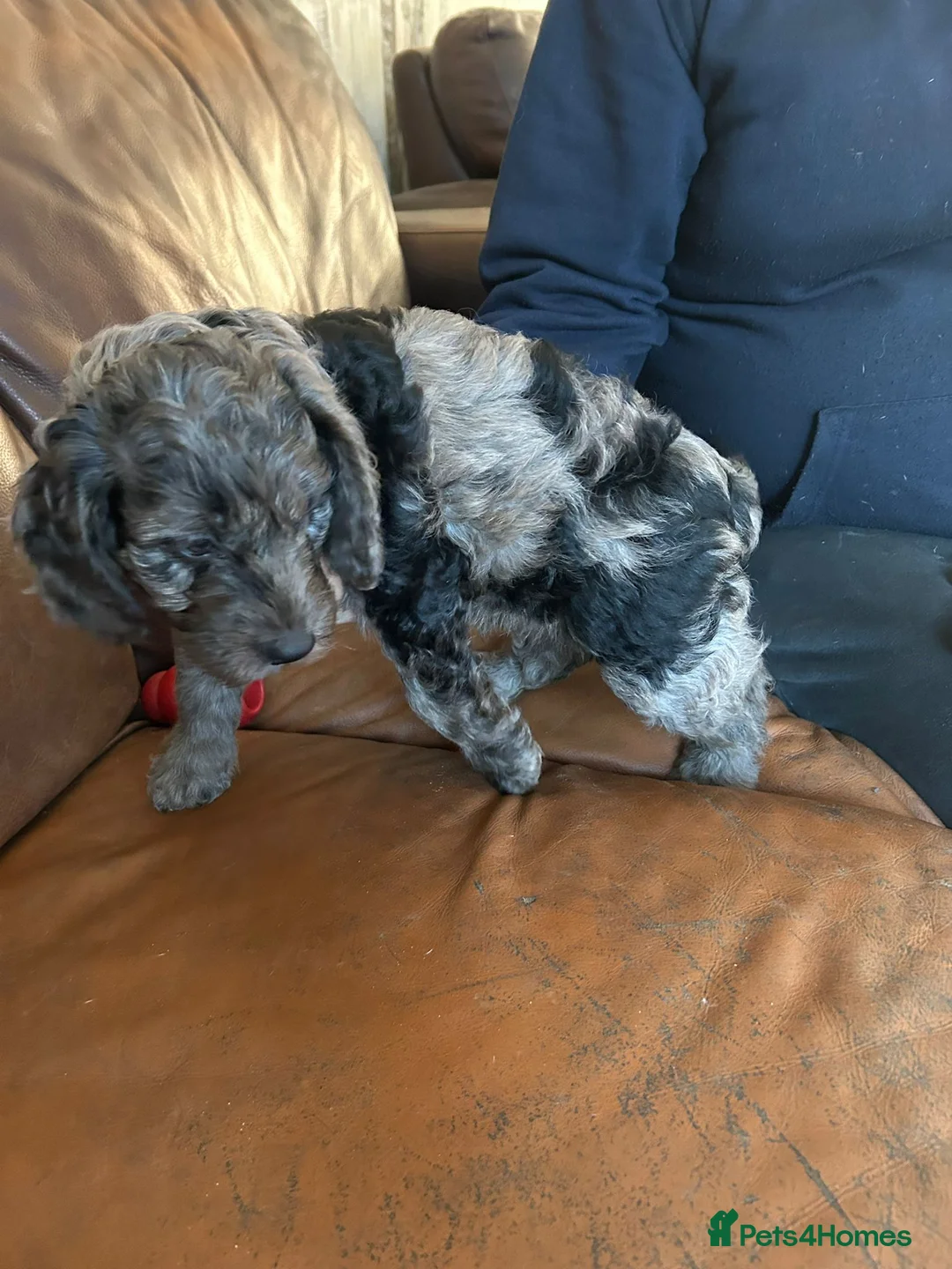 Cockapoo dogs for sale: Cockerpoo / cockapoo - Advert 19