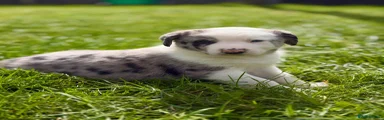 Blue merle
