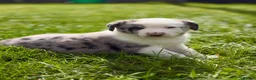 Mixed Breed dogs for sale: Adorable Australian Shepherd cross puppy in Lampeter - Advert 2
