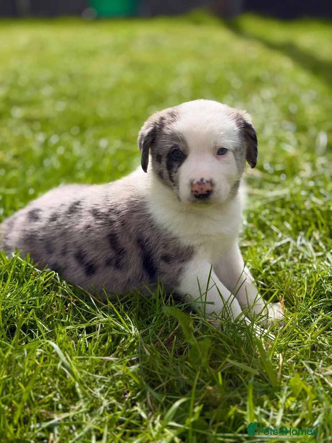 Mixed Breed dogs for sale: Adorable Australian Shepherd cross puppy in Lampeter - Advert 2