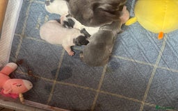 French Bulldog dogs for sale: Chunky French bulldog pups 4 girls  - Image 3