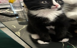 Domestic Shorthair cats for sale: Healthy 12-Week-Old Kittens — (Wormed, Ready Now!) - Image 23