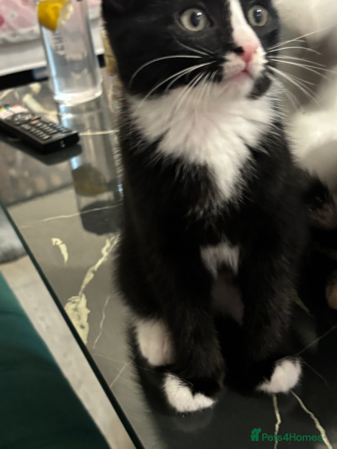 Domestic Shorthair cats for sale: Healthy 12-Week-Old Kittens — (Wormed, Ready Now!) - Image 23