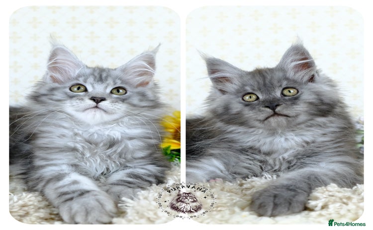 Maine Coon cats - Advert 1