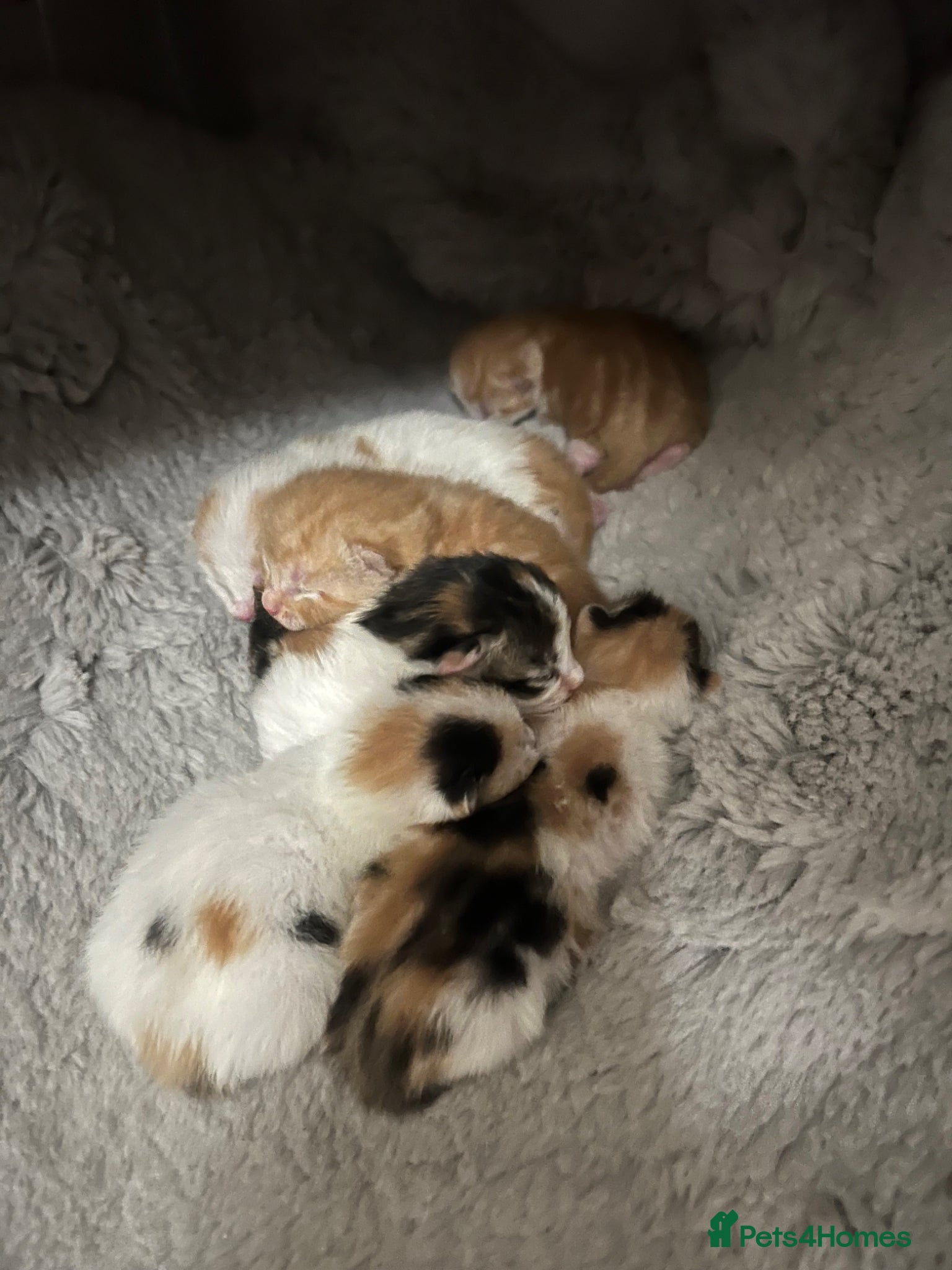 Mixed Breed cats for sale: 6 friendly and playful kittens - Advert 2