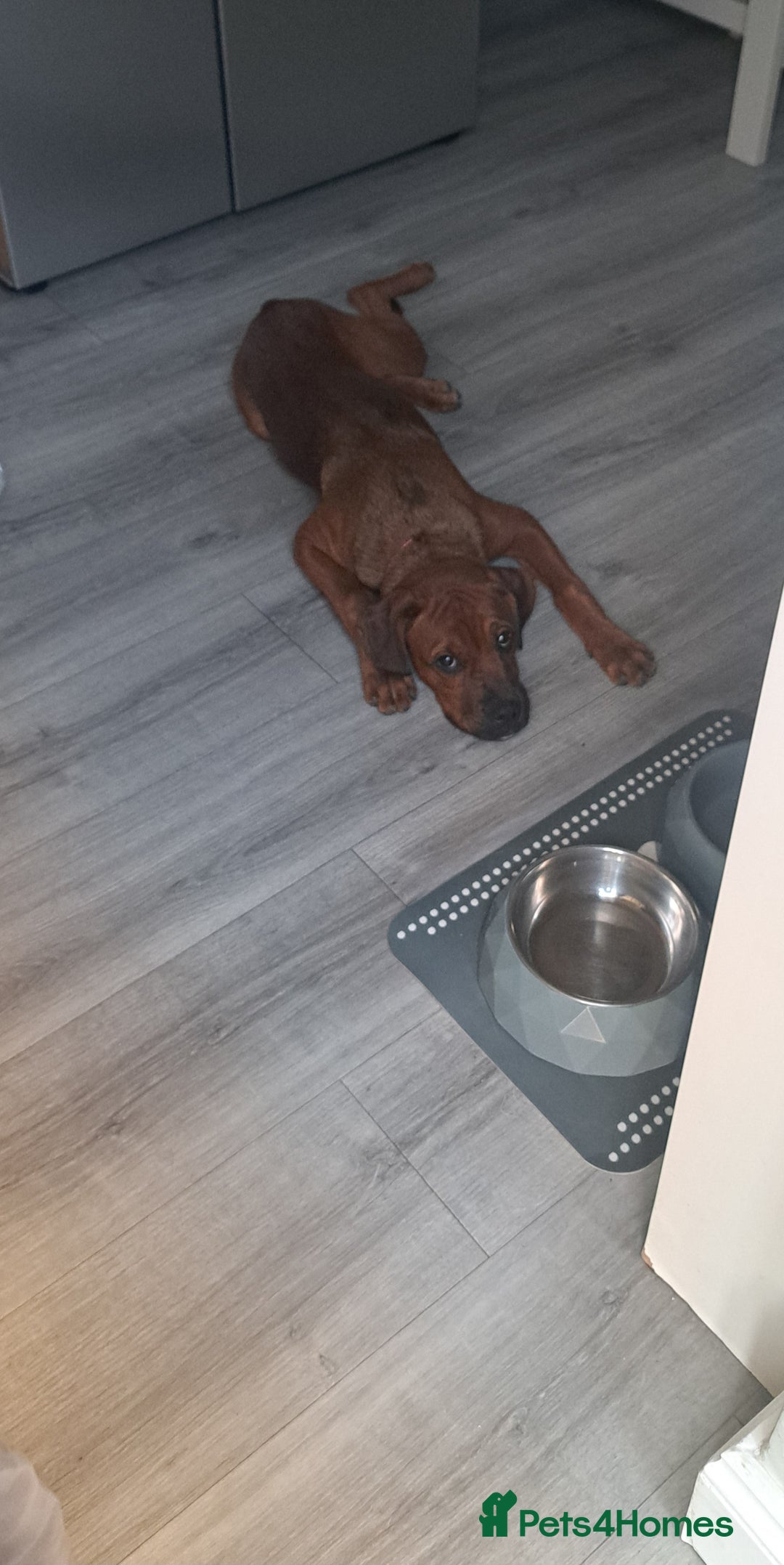 Mixed Breed dogs for sale: Boxodor  - Advert 4