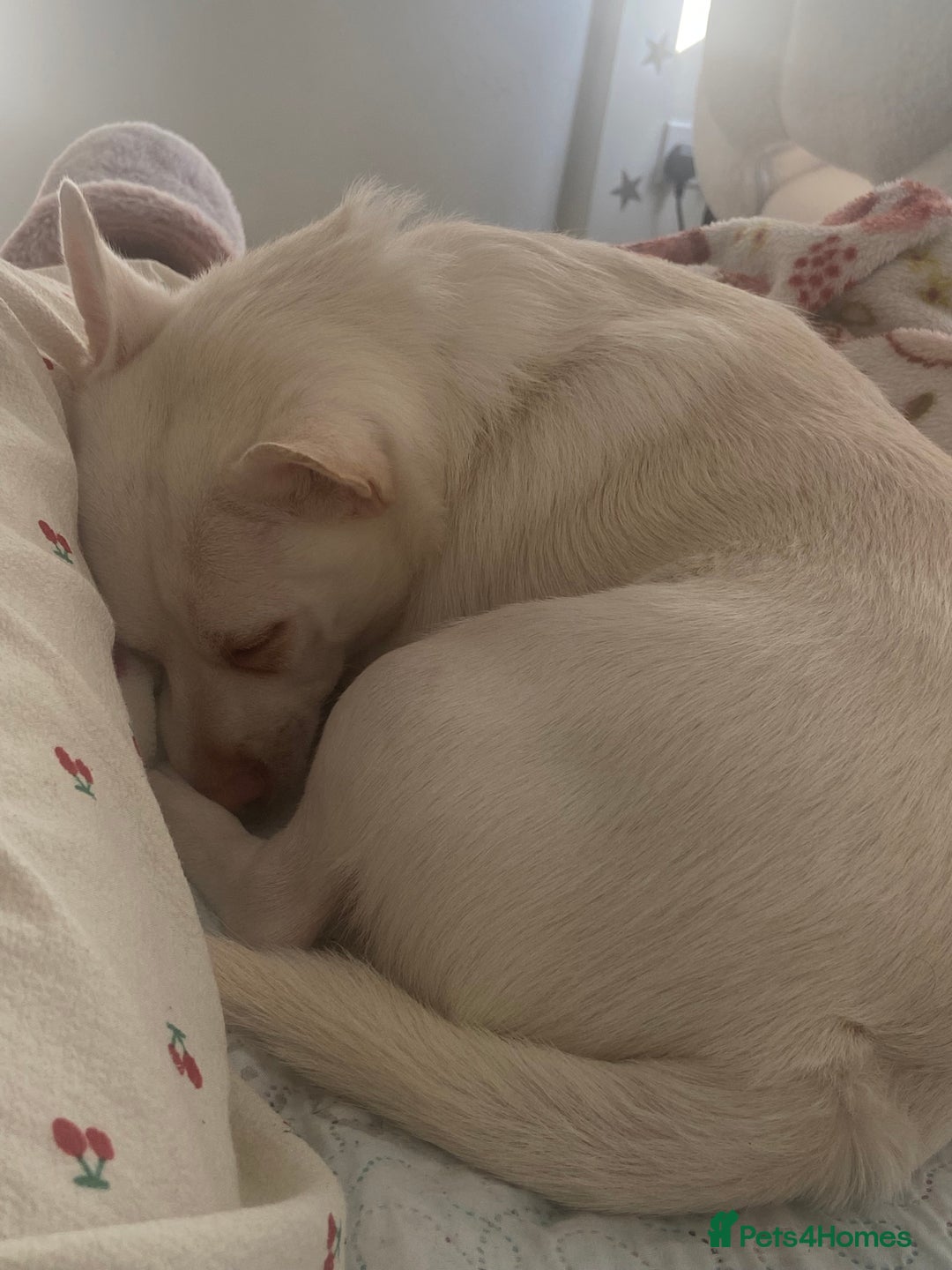 Pomchi dogs for sale: Mr Pennington marshmallow Grabowski  - Image 14
