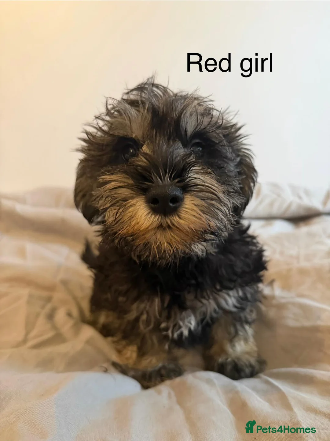 Miniature Schnauzer dogs for sale: Beautiful KC registered Shnauzers - Advert 3