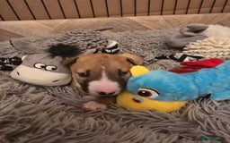 Miniature Bull terrier dogs for sale: Miniature Bull Terrier  - Image 9
