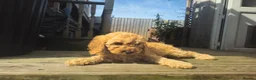 Cockapoo dogs for sale: Cockapoo F2  2x Girls Left - Advert 25