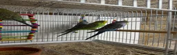 Budgerigars birds for sale: Budgies For Sale - Advert 3