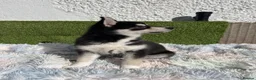 Pomsky dogs for sale: 3 Adorable Pomsky Puppies  - Advert 12
