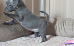 Staffordshire Bull Terrier dogs for sale: Beautiful staffy puppies - Image 6