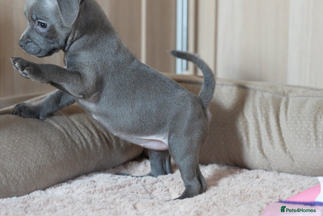 Staffordshire Bull Terrier dogs for sale: Beautiful staffy puppies - Image 6