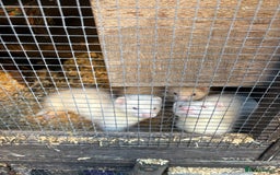 Ferret rodents for sale: Ferret Kits (albino, sandy, bew colours) - Image 3