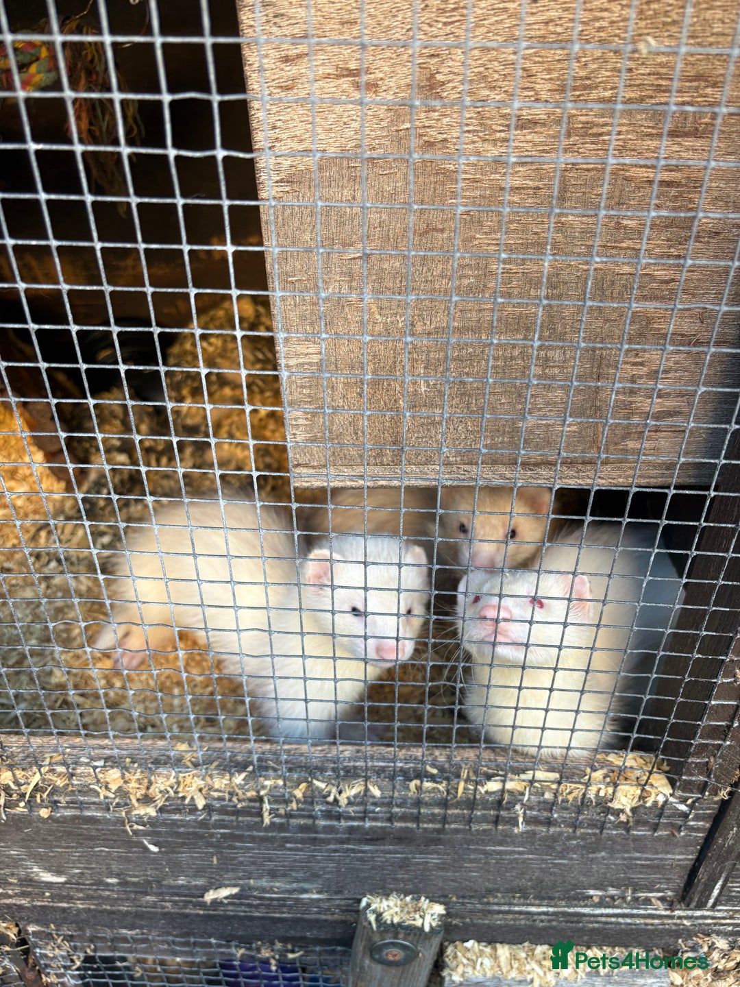 Ferret rodents for sale: Ferret Kits (albino, sandy, bew colours) - Image 3