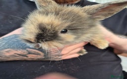 Lionhead rabbits for sale: Lion head rabbits  - Image 2