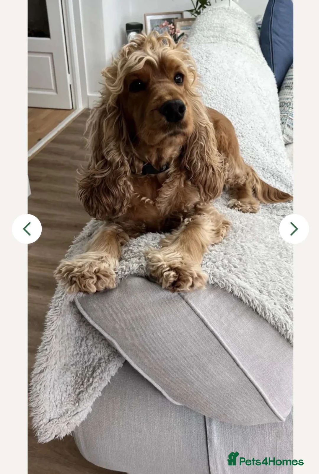 Cocker Spaniel dogs for sale: Young puppy for sale. Beautiful dog for good home in Bradford - Advert 5