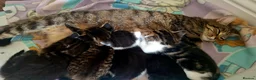 Domestic Shorthair cats for sale: 😺5 beautiful playful kittens 😺 in Ashford - Advert 3