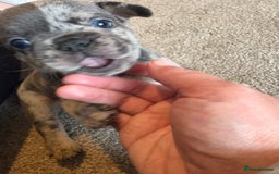French Bulldog dogs for sale: All Male French’s Bulldog litter - Image 3