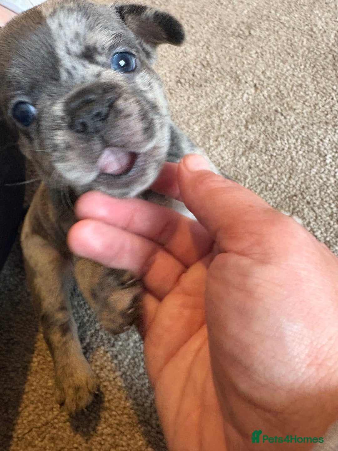 French Bulldog dogs for sale: All Male French’s Bulldog litter - Image 3
