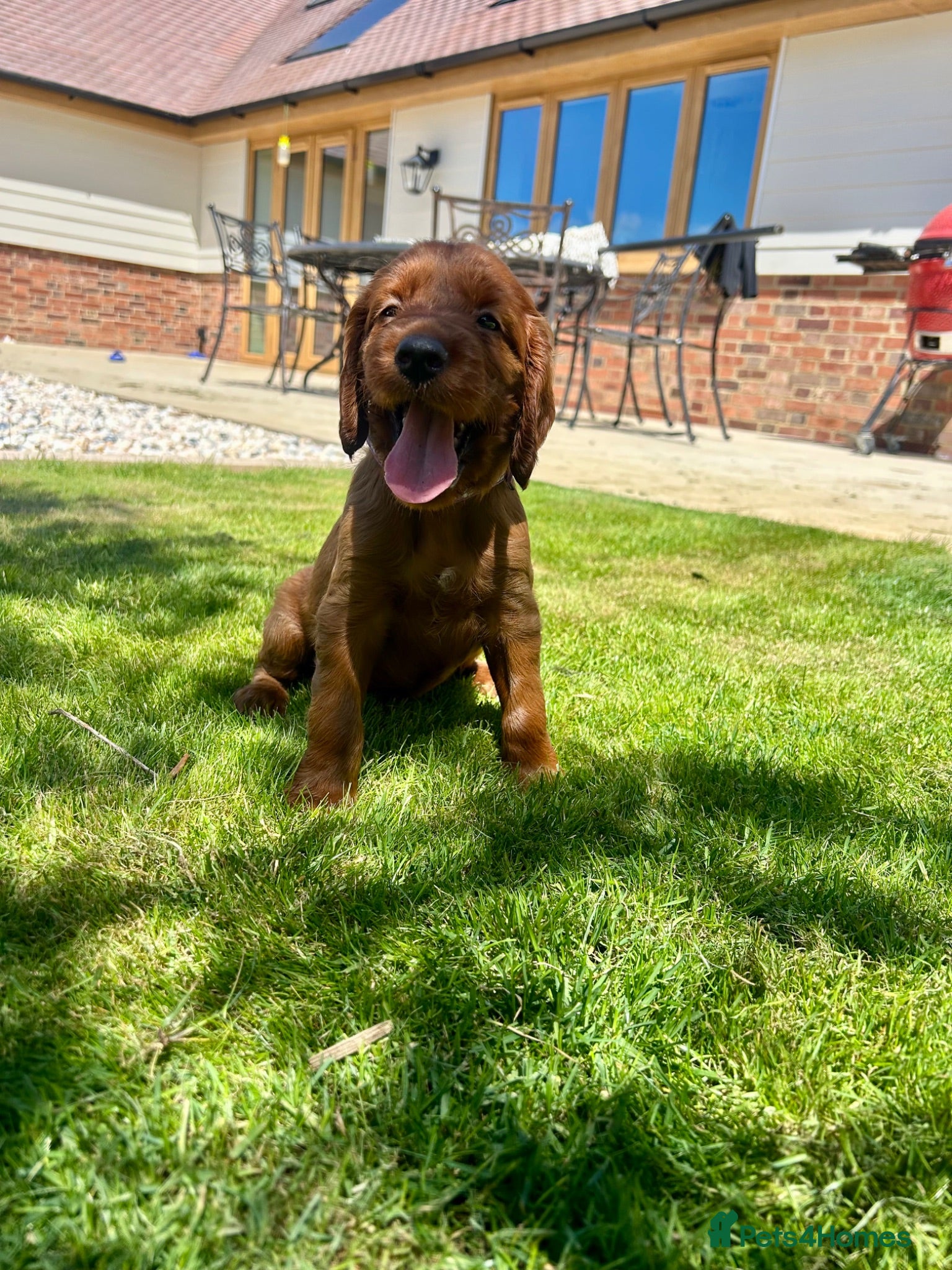 Irish Setter dogs Exceptional KC registered health tested puppies  - Advert 2
