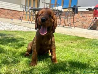 Irish Setter dogs Exceptional KC registered health tested puppies - Advert 2
