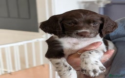 English Springer Spaniel dogs for sale: English springer spaniel  - Image 3