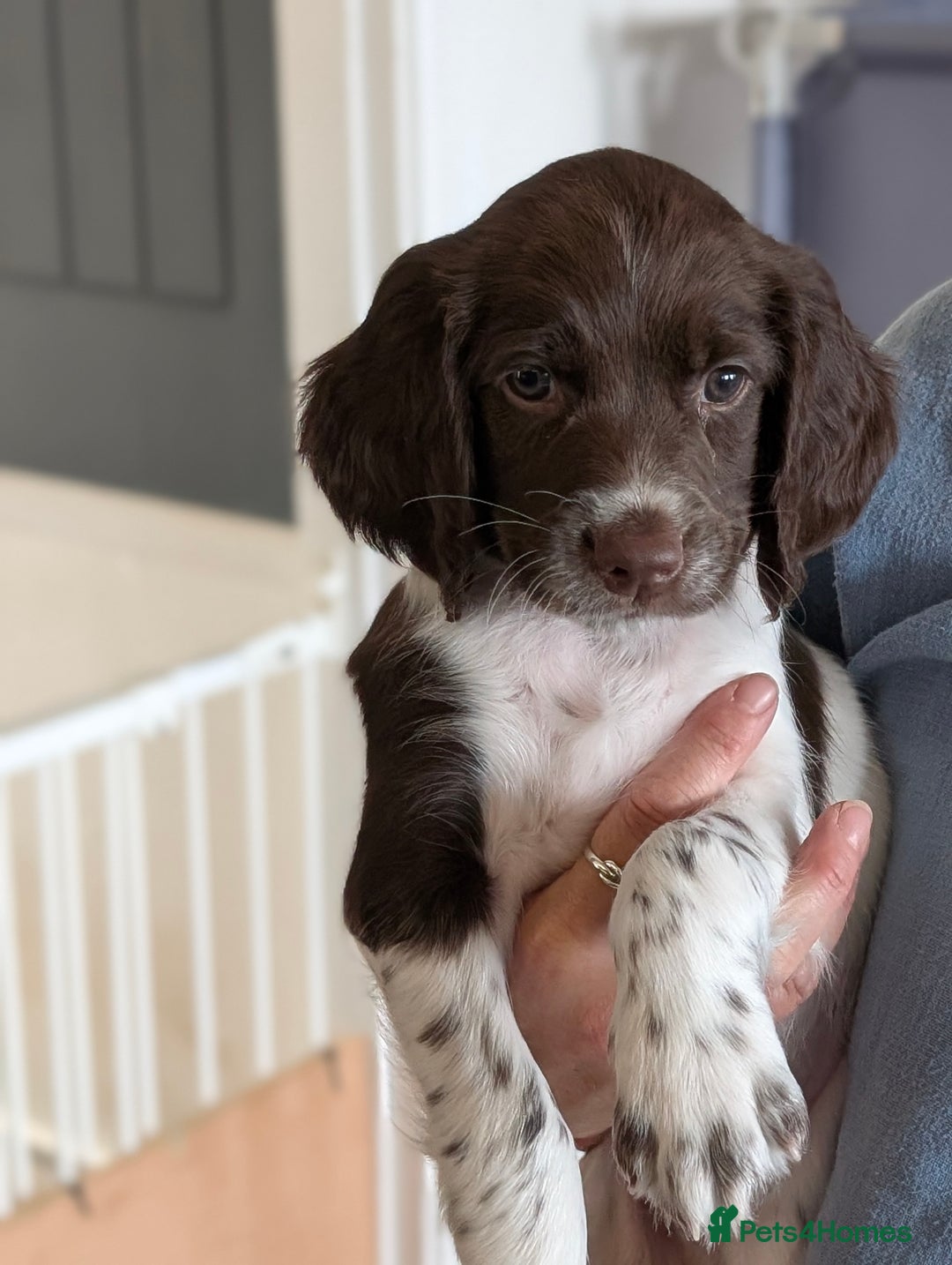 English Springer Spaniel dogs for sale: English springer spaniel  - Image 3