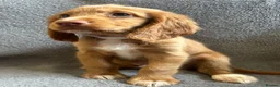 Cocker Spaniel dogs for sale: Cocker spaniel puppies - Advert 1