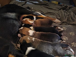 Mixed Breed dogs - Advert 1